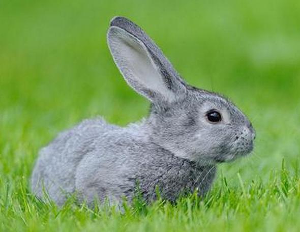 销售青紫蓝兔